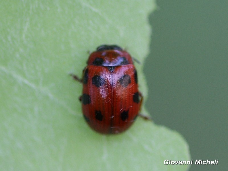 Chrysomelidae, Gonioctena rufipes? Sì.
